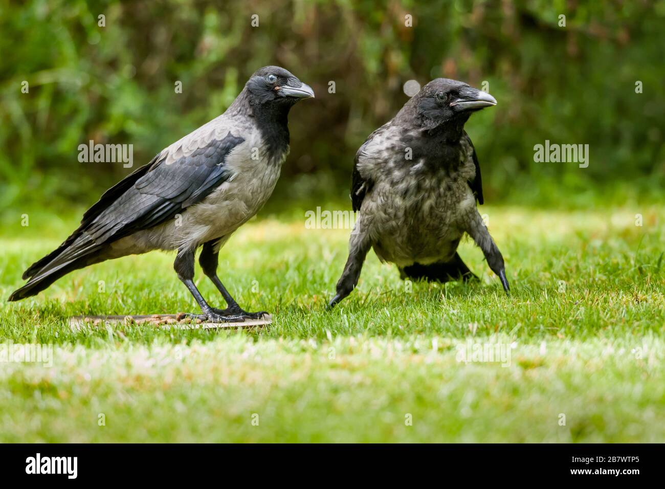 Carrion Crow Corvus corone and Hooded Crow Corvus cornix, hybrid fledglings on a grass lawn Stock Photo