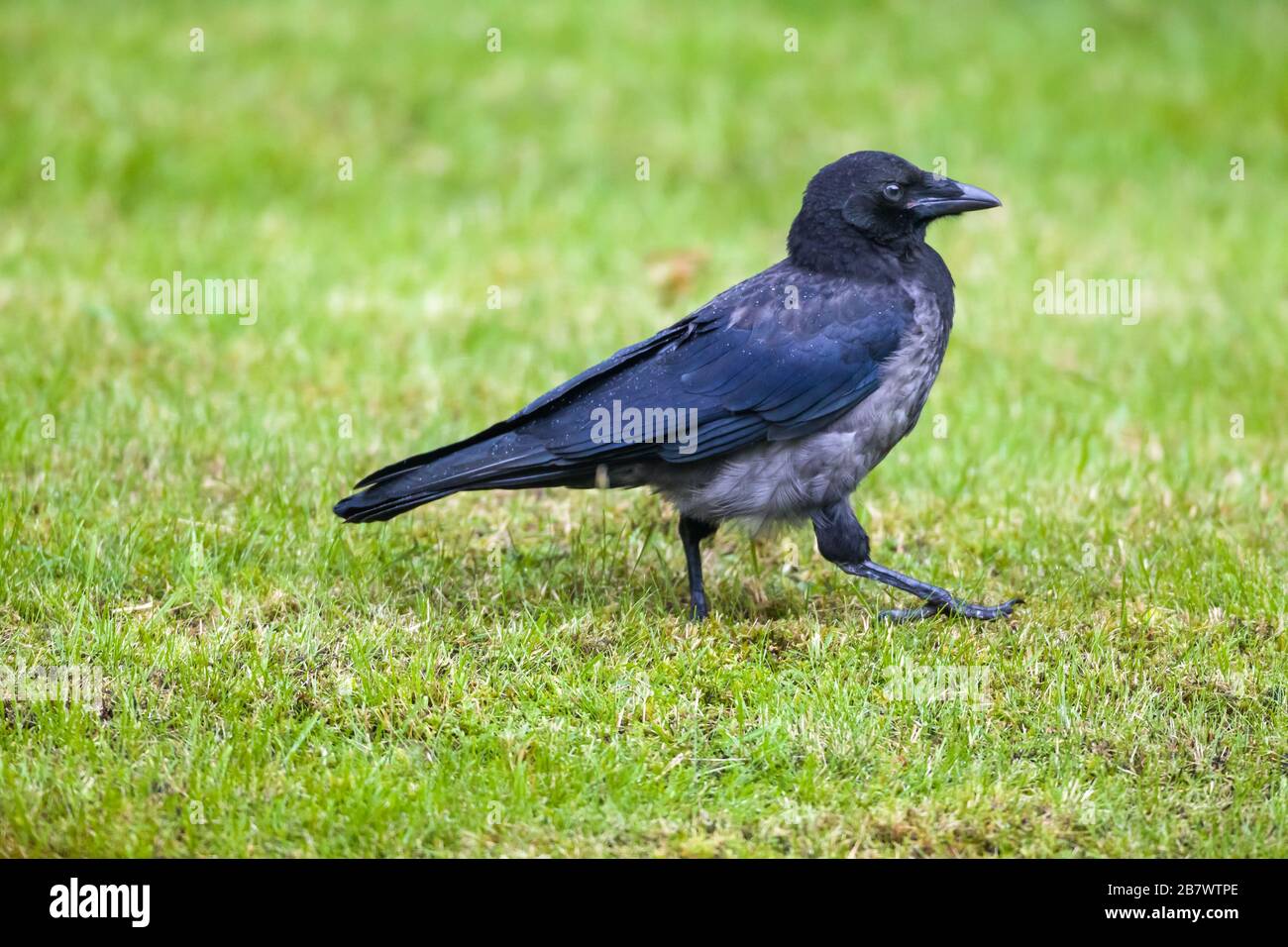 Carrion Crow Corvus corone and Hooded Crow Corvus cornix, hybrid fledglings on grass lawn Stock Photo