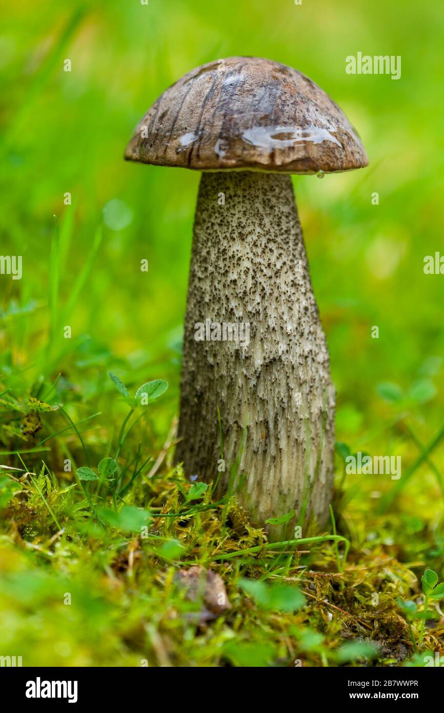 Leccinum duriusculum mushroom or toadstool Stock Photo