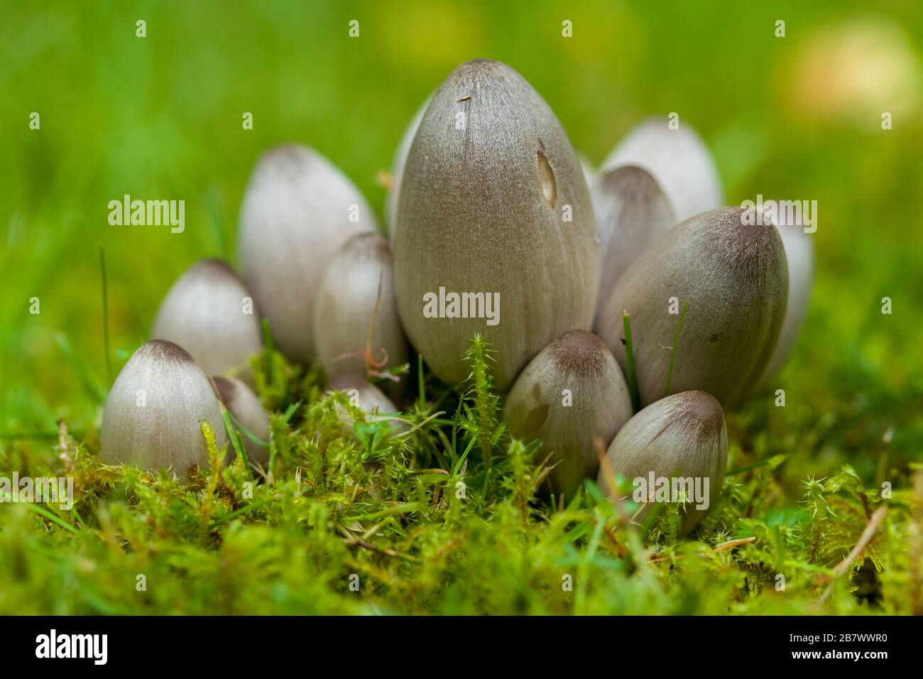 Coprinopsis atramentaria uk hi-res stock photography and images - Alamy