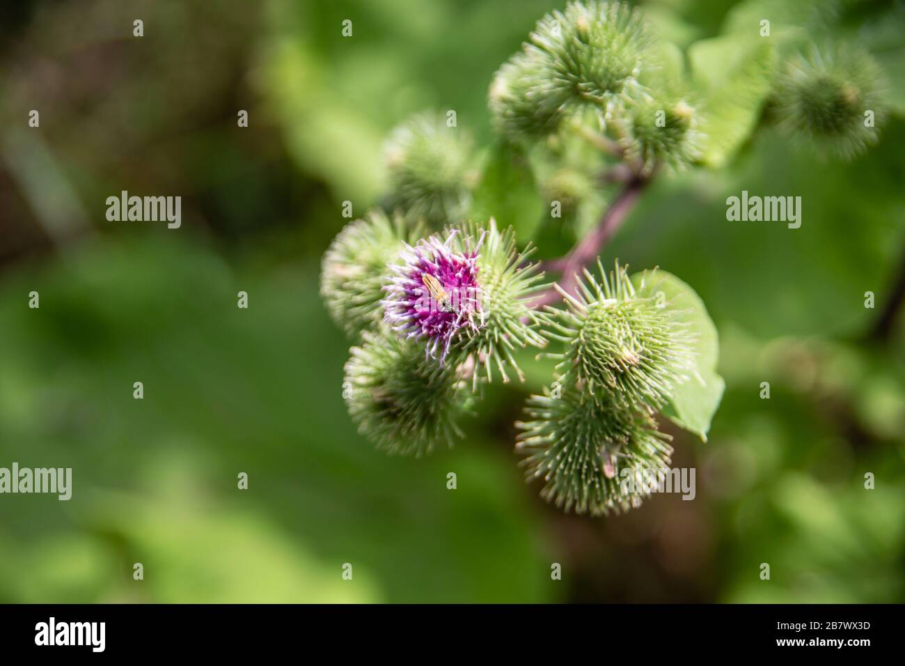 Close Up Of Velcro Plant Stock Photo - Download Image Now - Head, Role  Model, Seed - iStock