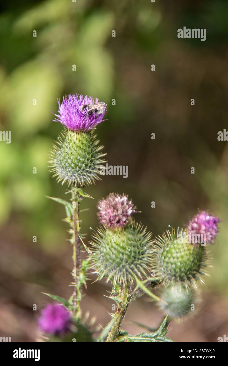 Thistles with purple flowers Stock Photo