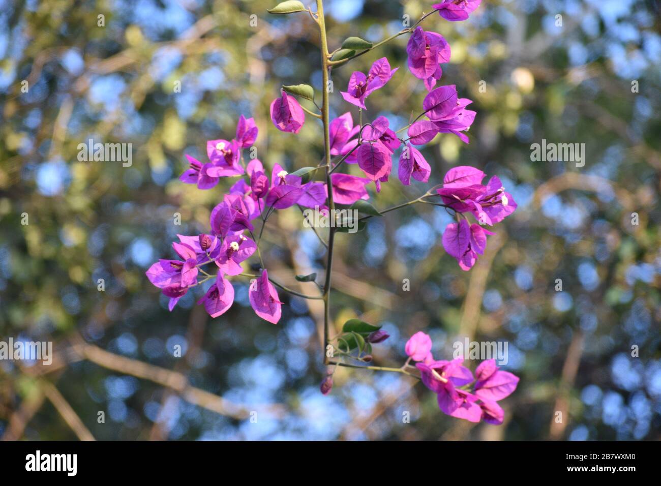 A wild tree is a tree that grows in the wild, meaning it was not  intentionally seeded or planted Stock Photo - Alamy