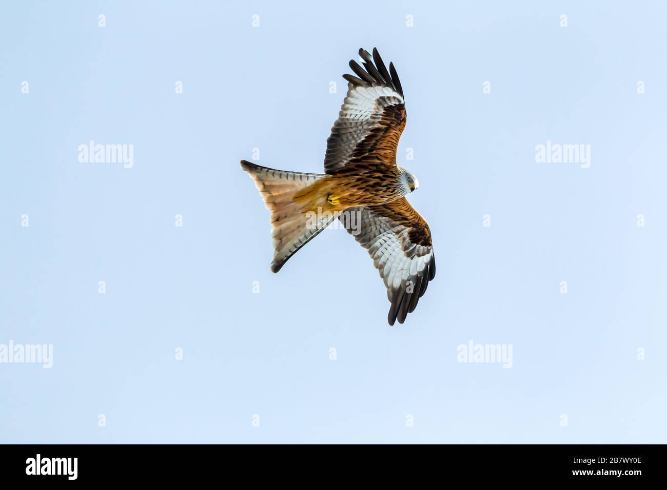 Red Kit Milvus milvus in flight Highlands of Scotland Stock Photo