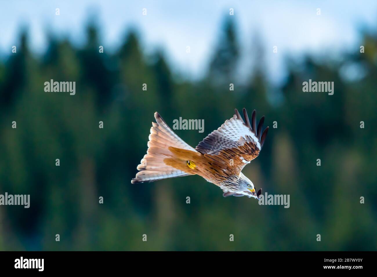 Red Kit Milvus milvus in flight Highlands of Scotland Stock Photo