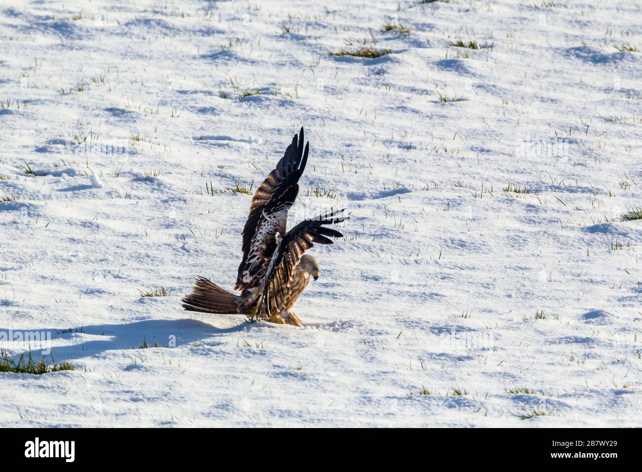 Red kite Milvus milvus flying near to the snow covered ground to pick up food Highlands of Scotland Stock Photo