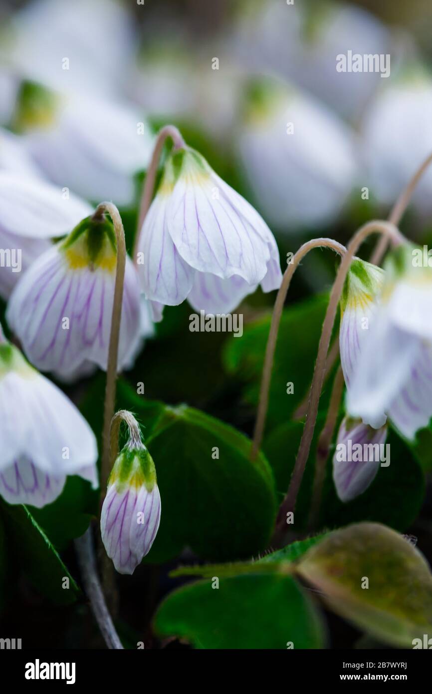 Close up of white and pink flowers of Wood Sorrel Oxalis acetosella in the Highlands of Scotland Stock Photo