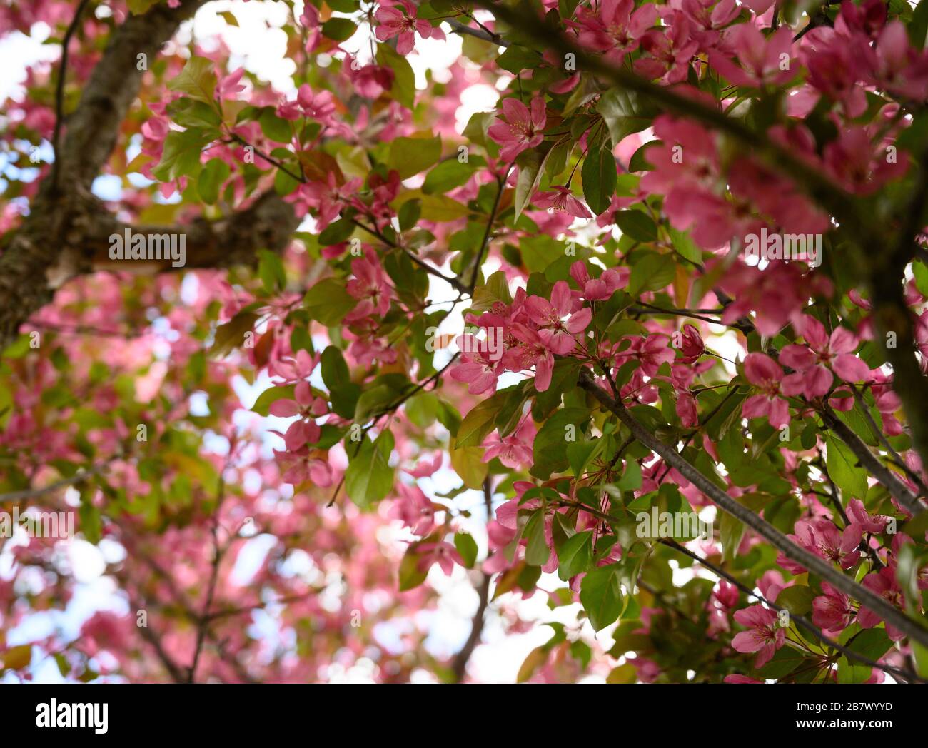 Hanging pink cherry blossom hi-res stock photography and images - Alamy