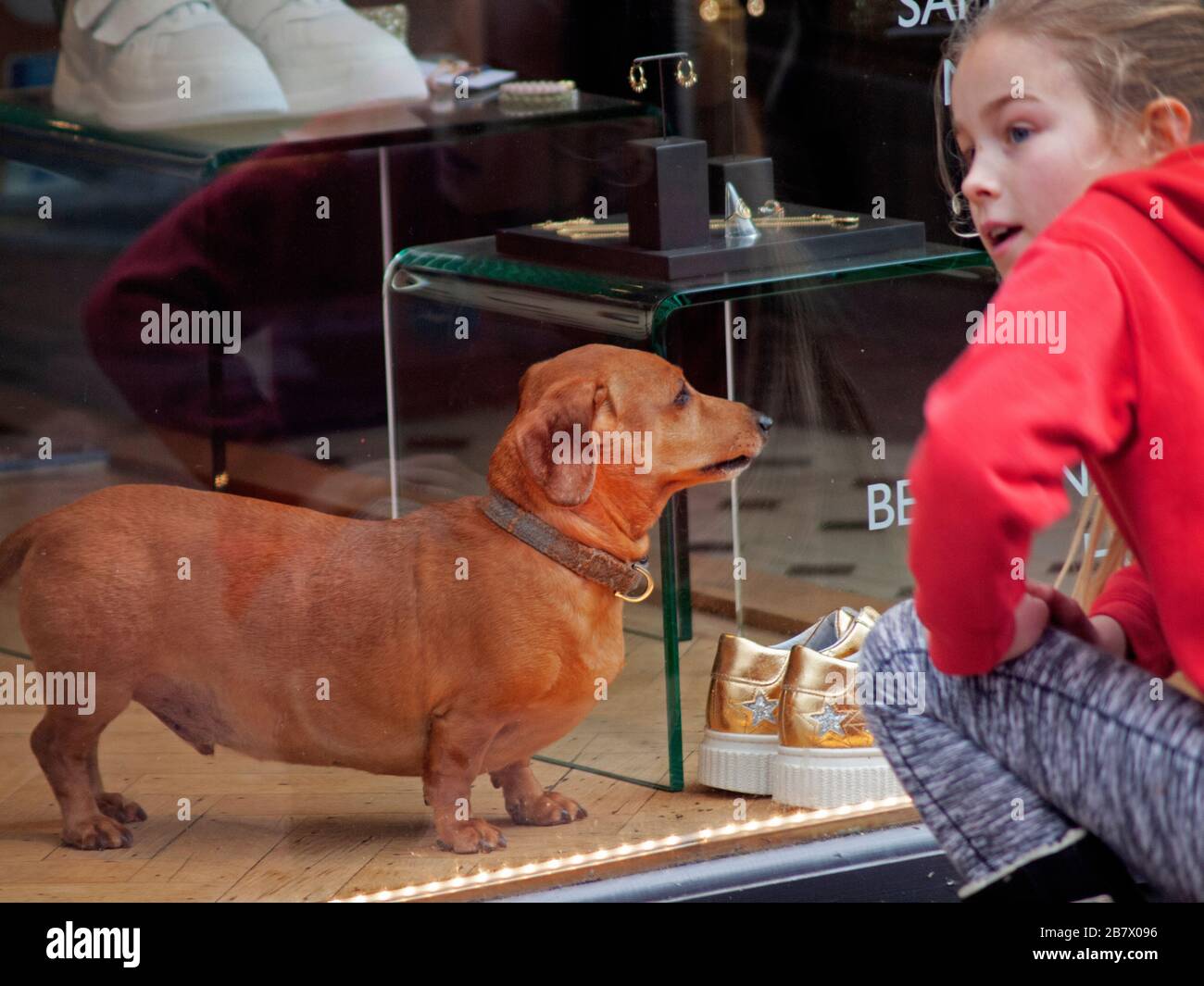 A dog in the window of a clothes shop in Brighton Stock Photo Alamy