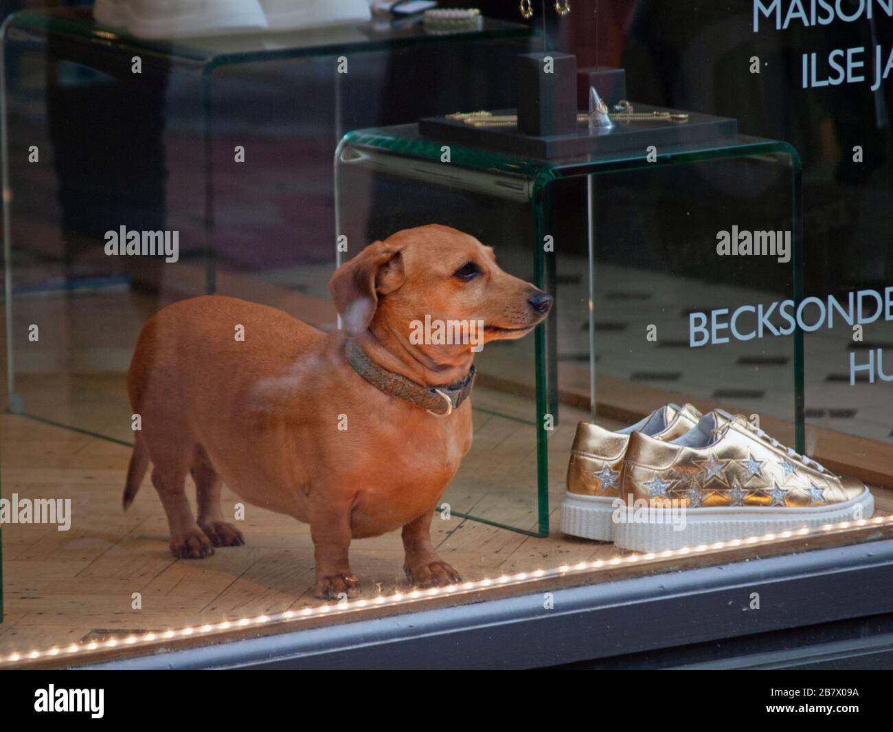 A dog in the window of a clothes shop in Brighton Stock Photo