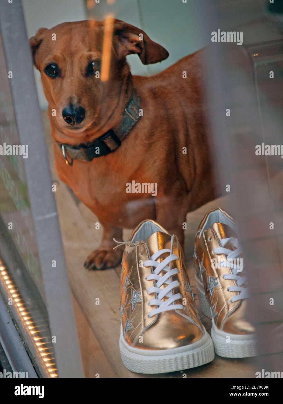 Trainers shop window hires stock photography and images Alamy