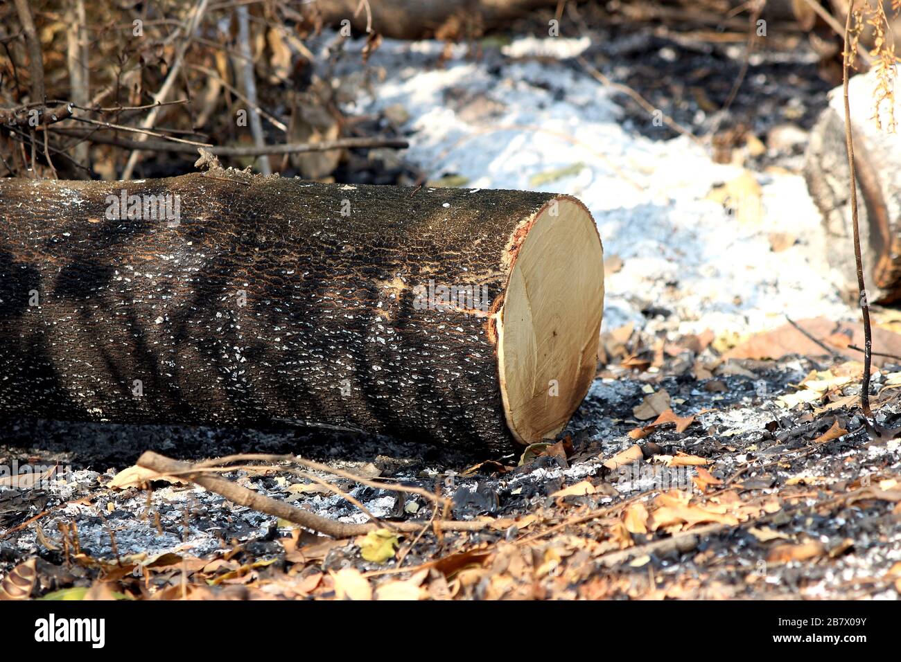 Global warming, deforest cluster of freshly cut tree stumps and burn