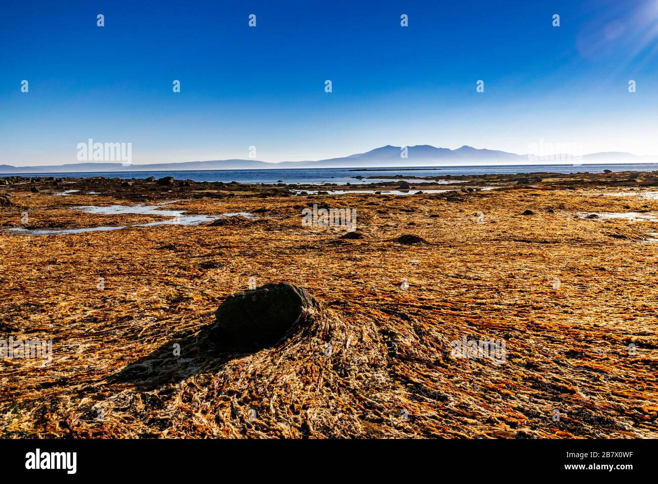 Picturesque silhouette of Isle of Arran seen from the beach at low tide covered in yellow seaweed near Seamill, Scotland. Stock Photo