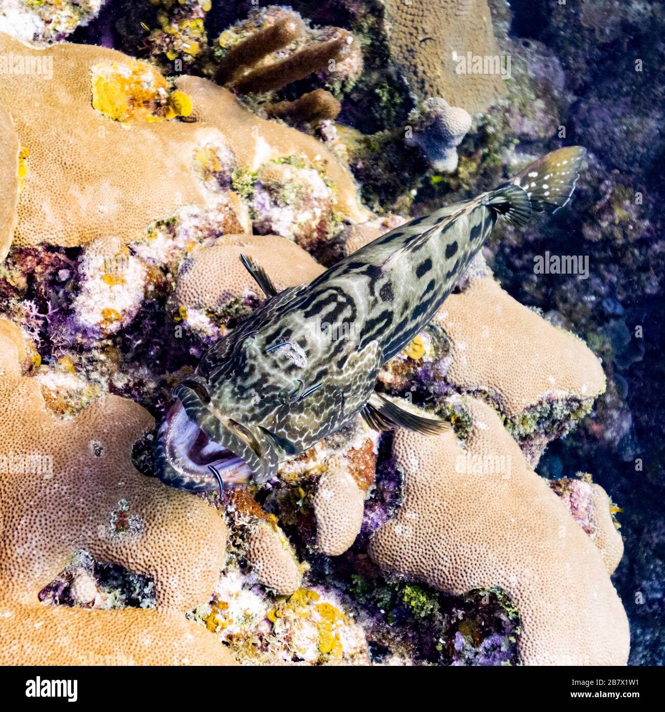 Close-up of fish among corals, Roatan, Honduras Stock Photo
