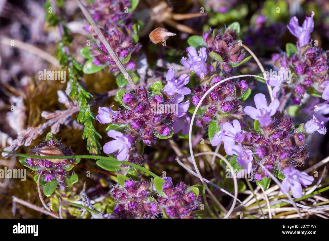 thyme purple flowers thyme purple flowers