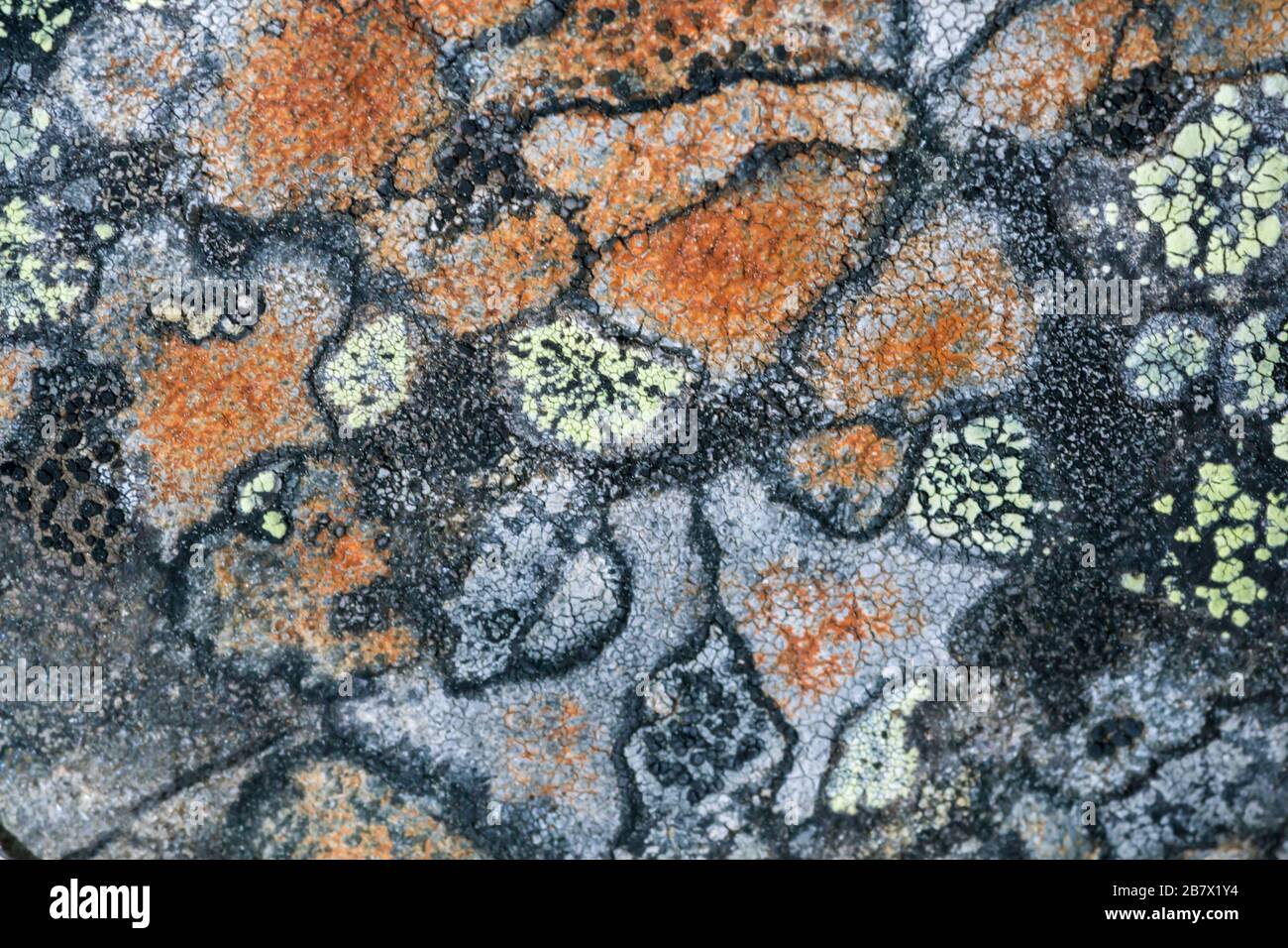Various lichens growing on granite rock predominantly the Orange of Tremolecia atrata granite in the Highlands of Scotland Stock Photo