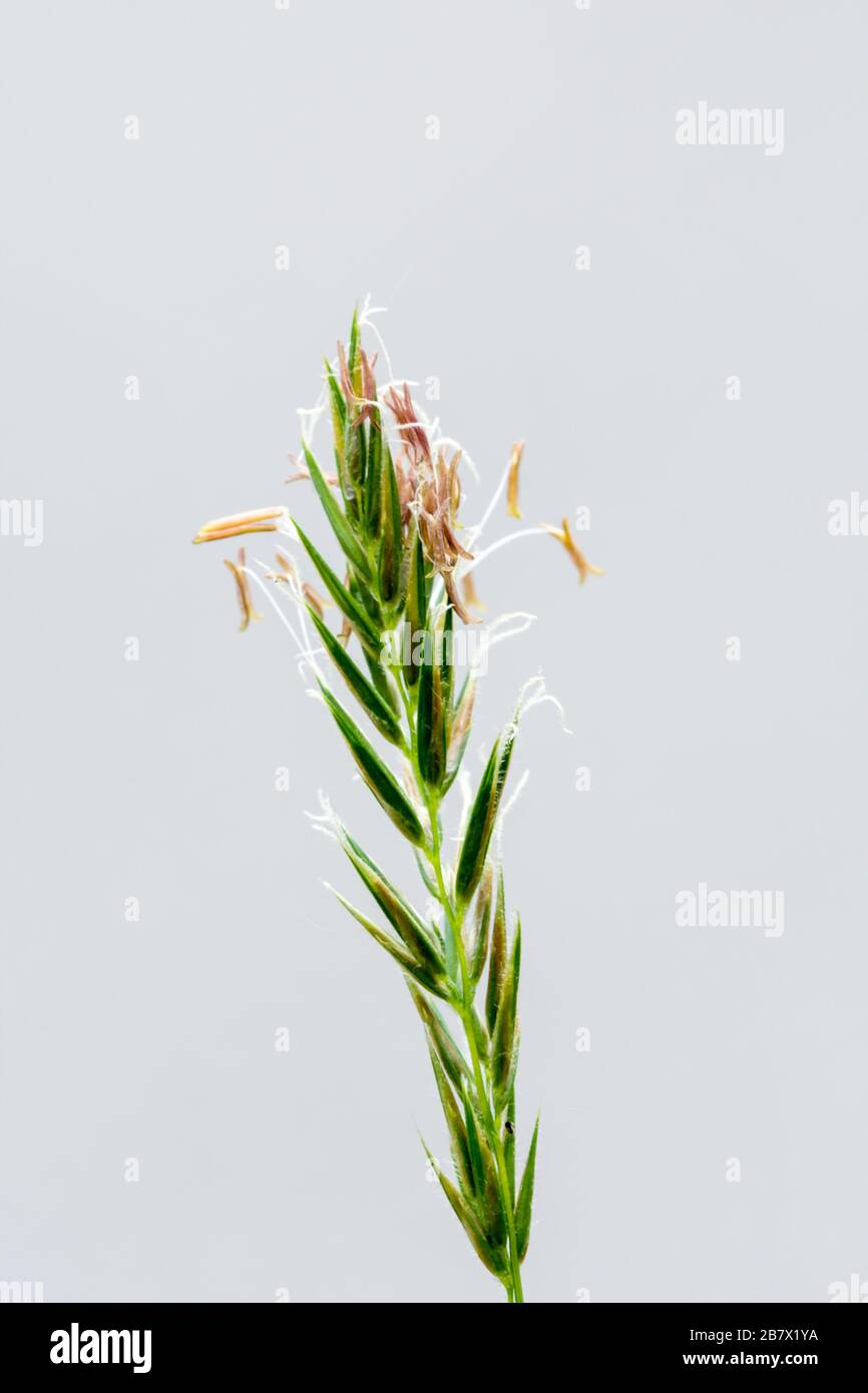 Black-grass Alopecurus myosuroides seed head Stock Photo