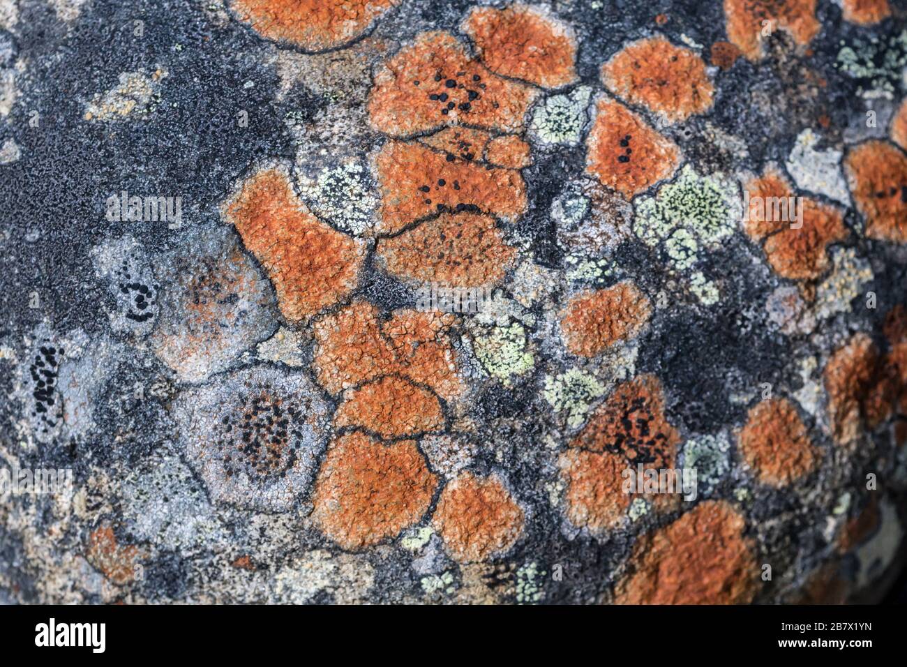 Various lichens growing on granite rock predominantly the Orange of Tremolecia atrata granite in the Highlands of Scotland Stock Photo