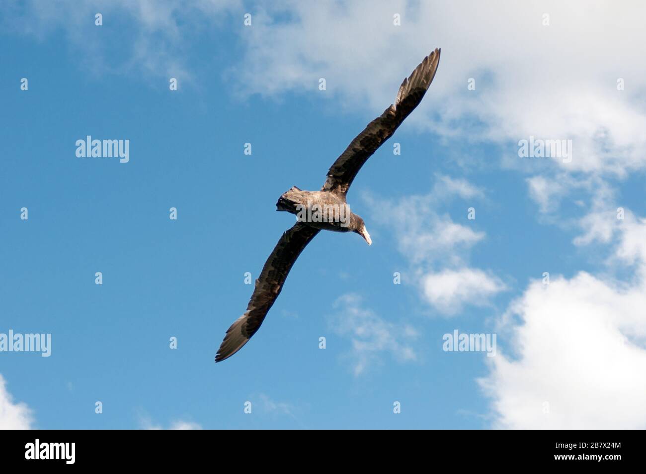 bird flying on a cloudy blue sky. freedom concept Stock Photo - Alamy
