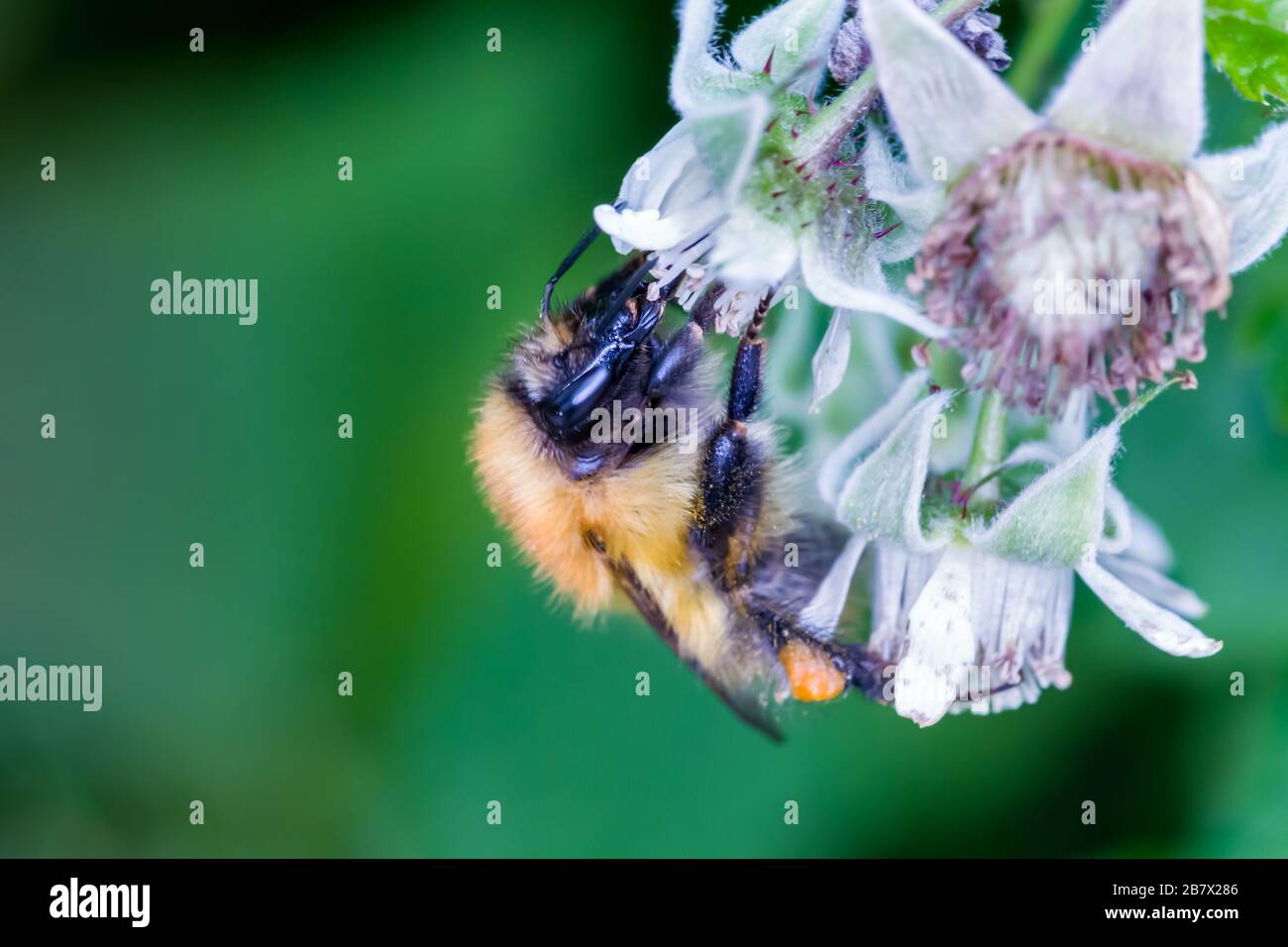 Moss Carder bee Bombus muscorum bumblebee feeding on wild raspberry flowers Highlands of Scotland Stock Photo