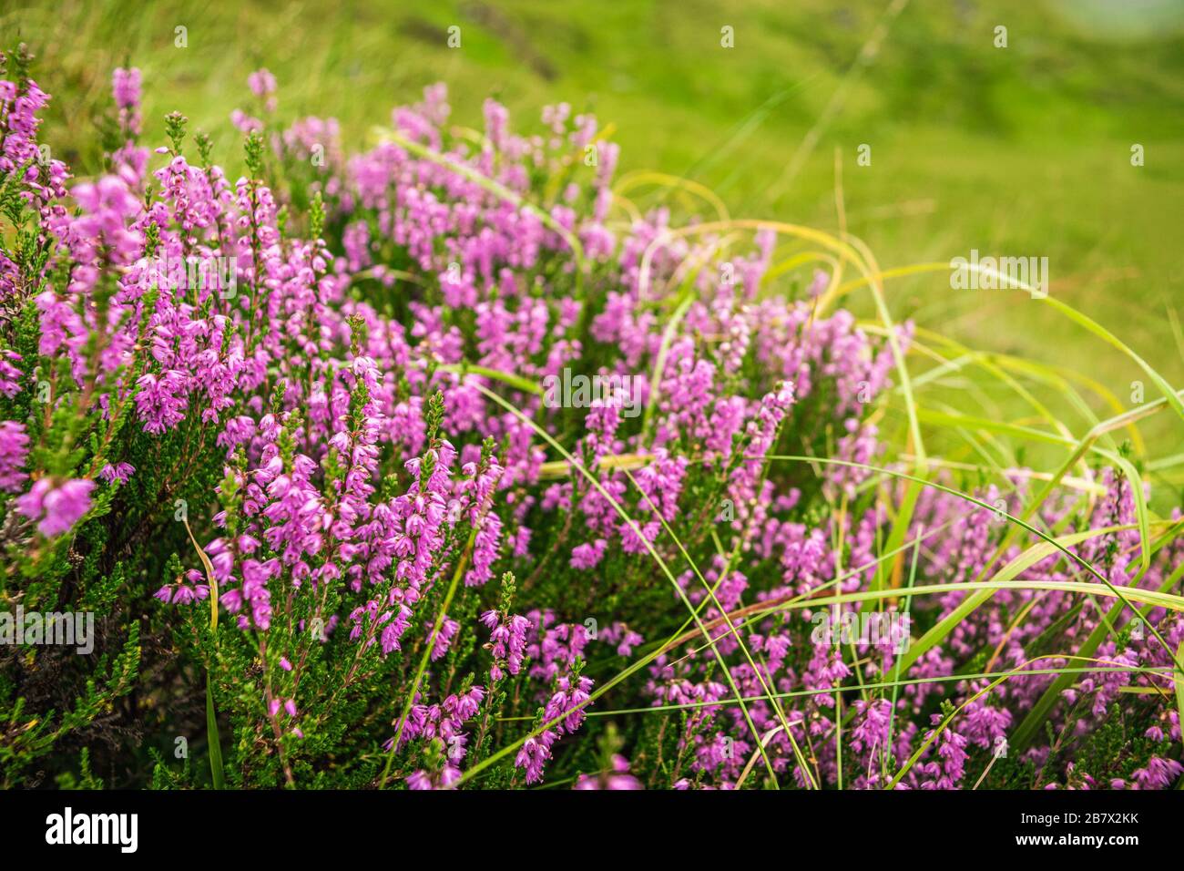 when does the heather bloom in scotland