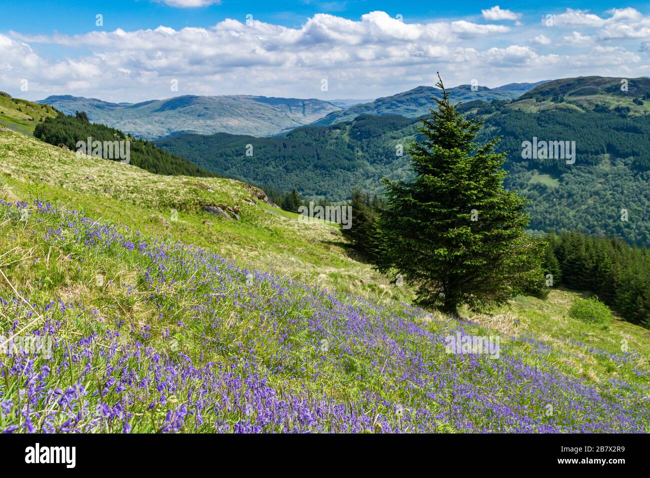 Field of charming wild blue bells near Arrochar, Scotland. Scottish lush green landscape a sunny spring day. Stock Photo