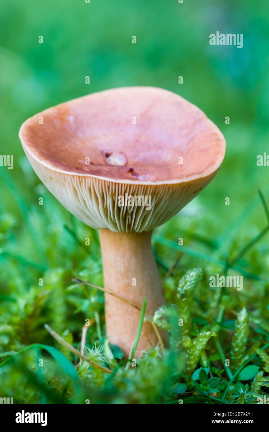 Birch Milkcap Lactarius tabidus mushroom or toadstool fruiting body close up Stock Photo