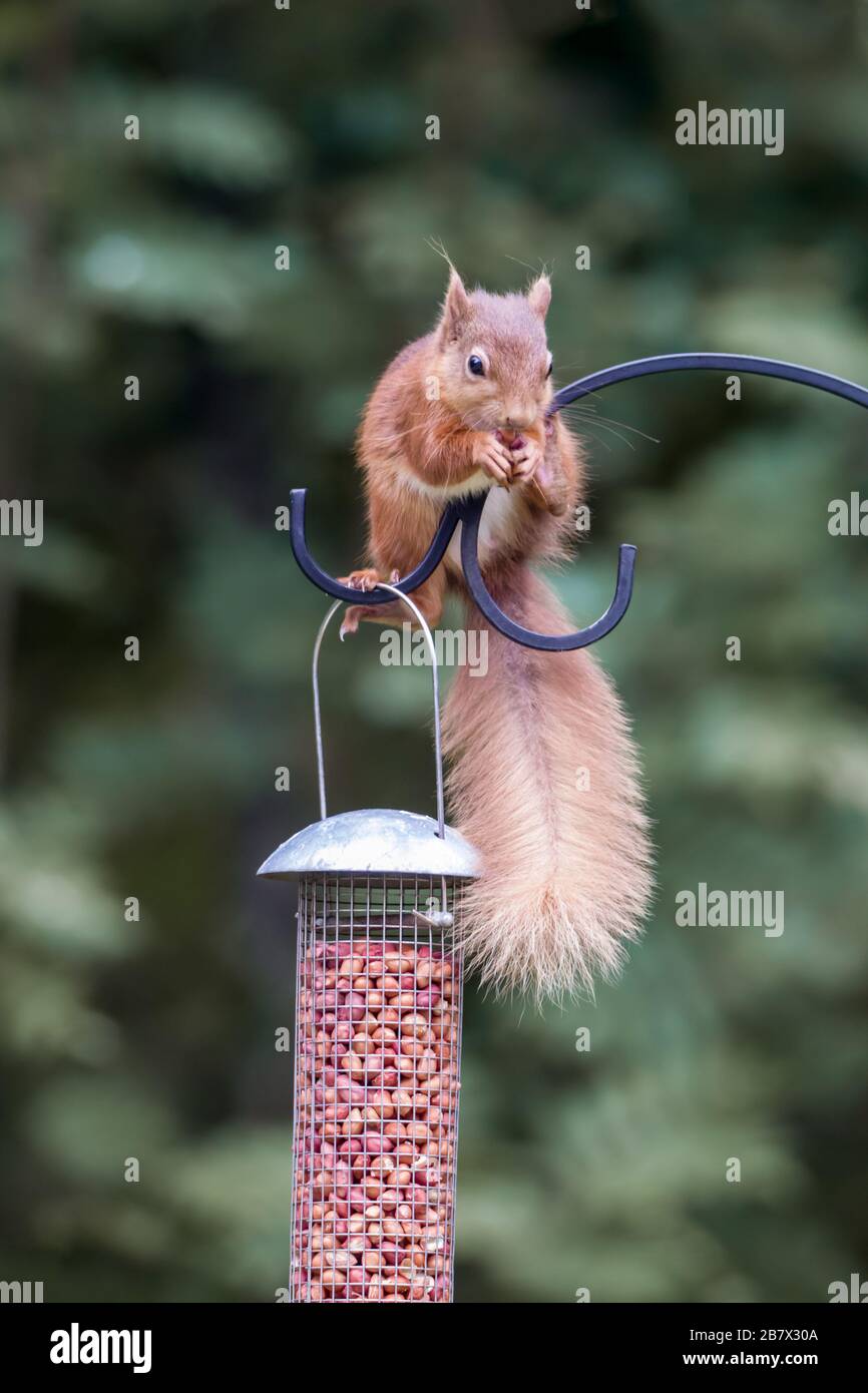 Adult Red Squirrel Sciurus vulgaris on a bird feeder filled with peanuts Highlands of Scotland Stock Photo