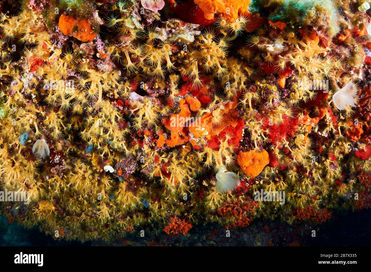 Yellow cluster anemone (Parazoanthus axinellae) colony and encrusting marine life in Ses Salines Natural Park (Formentera, Balearic Islands, Spain) Stock Photo