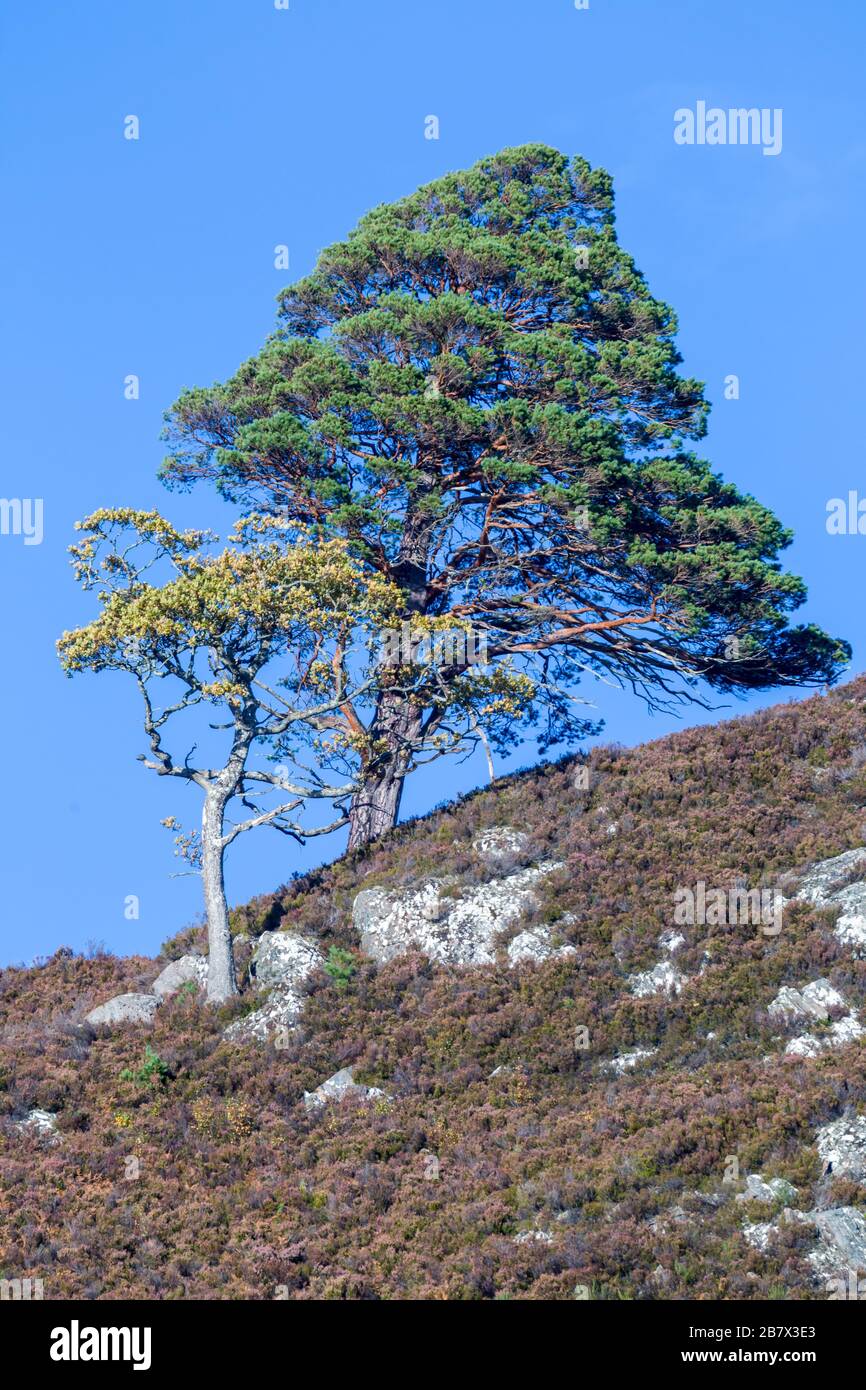 Scots Pine, Pinus sylvestris high on the top of a hill in Glen Strathfarrar Highlands of Scotland Stock Photo