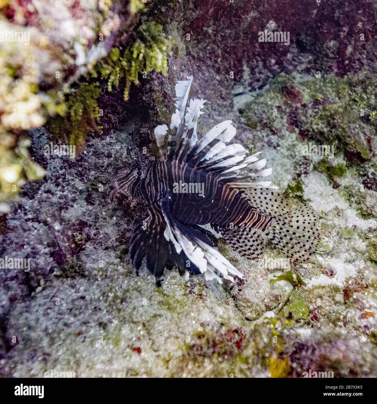 Lionfish Roatan Roatan marine park hi-res stock photography and images - Alamy