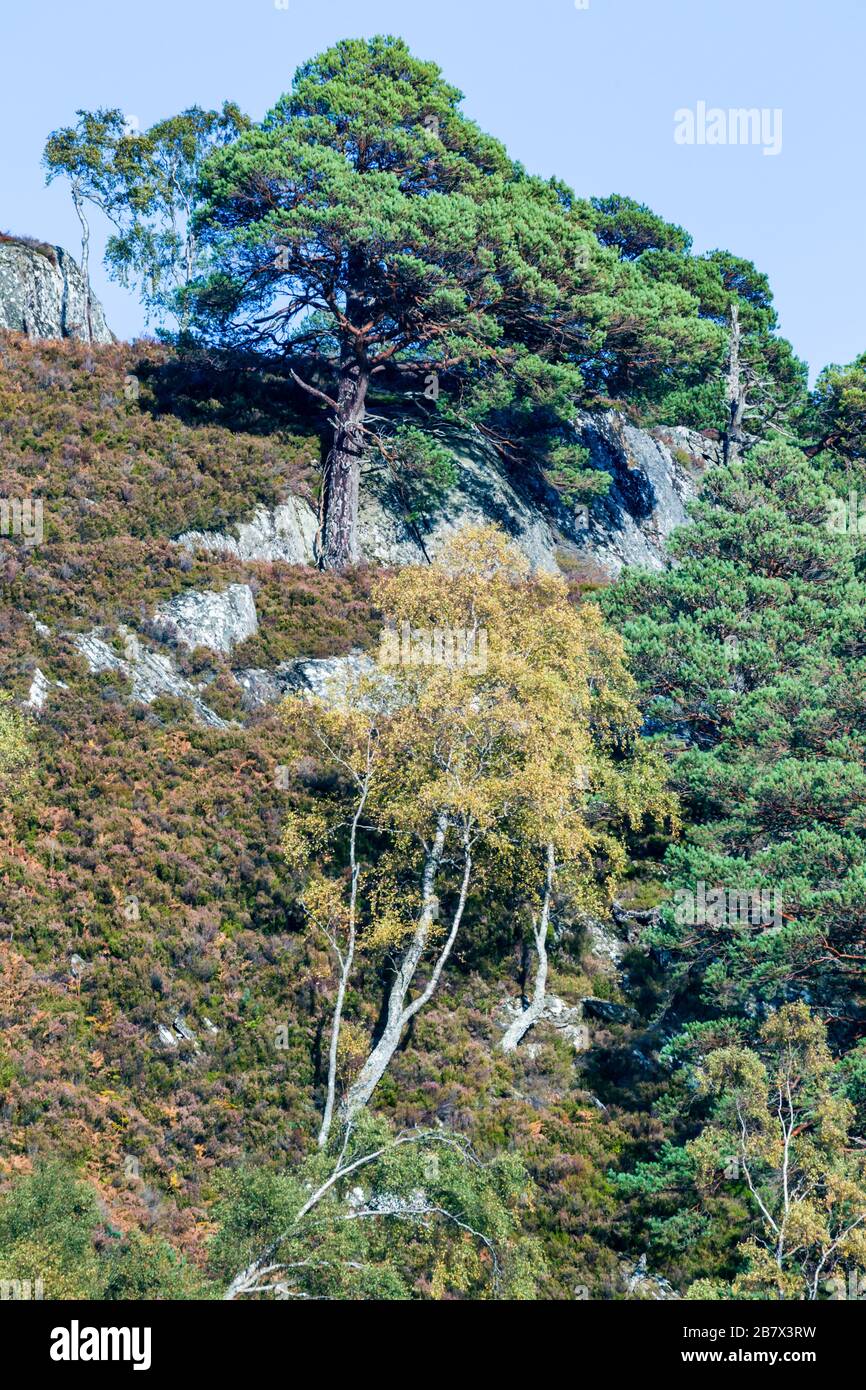 Scots Pine, Pinus sylvestris high on the top of a hill in Glen Strathfarrar Highlands of Scotland Stock Photo