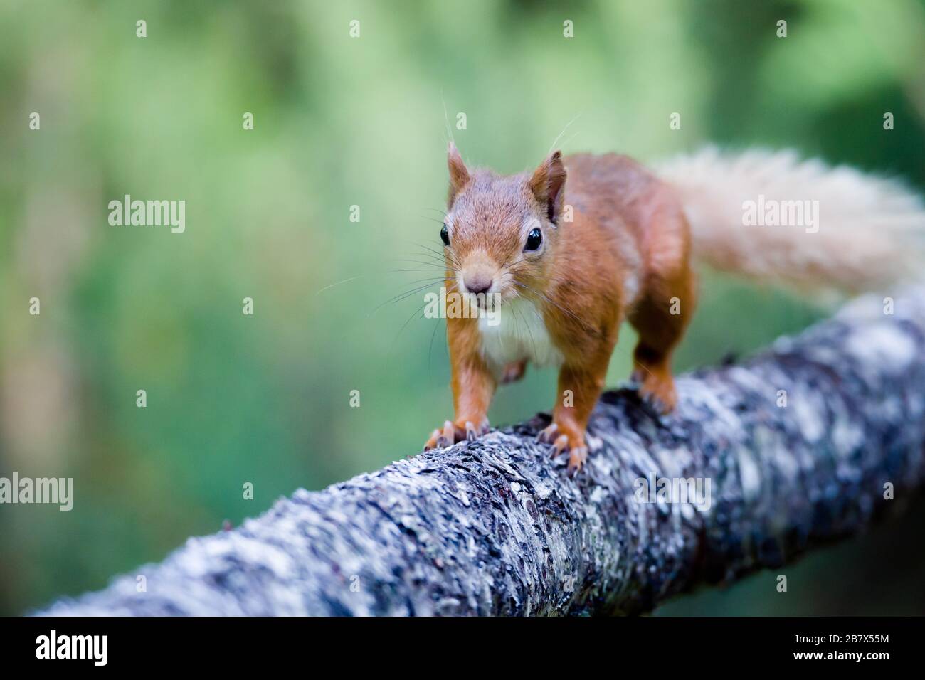 Red squirrel Sciurus vulgaris running along a log in the Highlands of Scotland Stock Photo