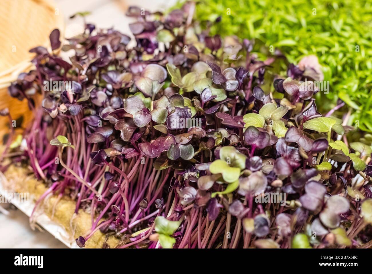 micro green and red cabbage young sprouts. Microgreens Foliage Background Stock Photo