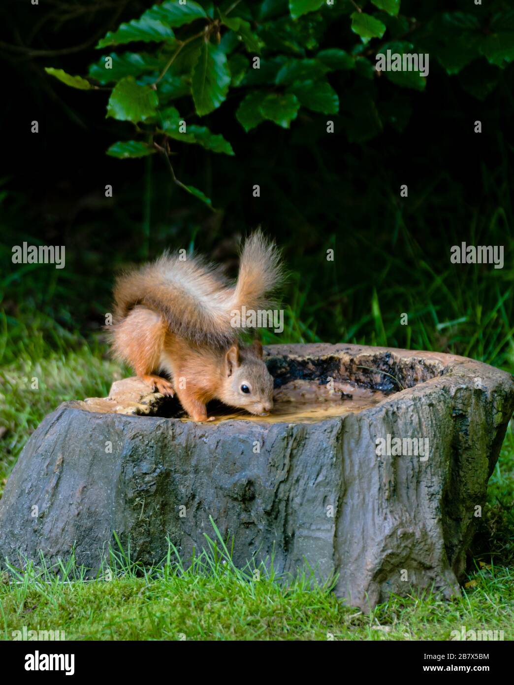 Red squirrel Sciurus vulgaris drinking from a birdbath in the Highlands of Scotland Stock Photo