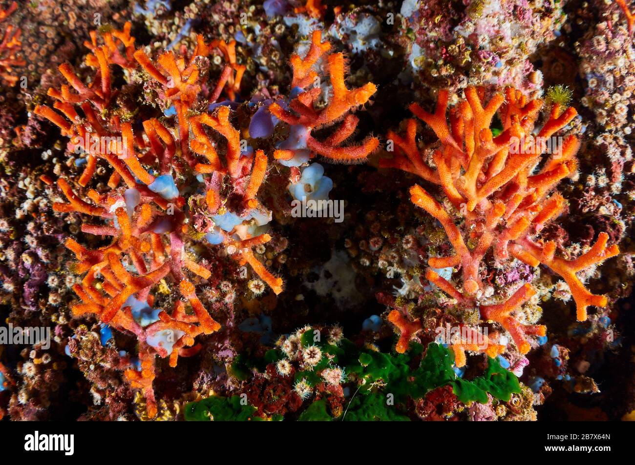 False coral (Myriapora truncata) bryozoa and encrusting marine life in an overhang in Ses Salines Natural Park (Formentera, Balearic Islands, Spain) Stock Photo