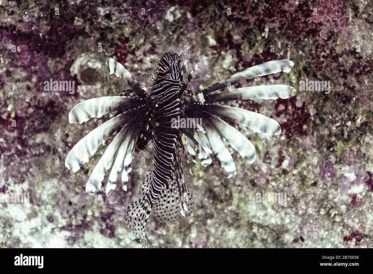 Lionfish Roatan Close-up of lionfish, Gibson Bight Dive Site, Roatan, Honduras Stock ...