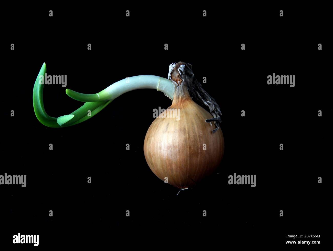 Three bulbs are isolated on a black background. Spring vitamins Stock Photo
