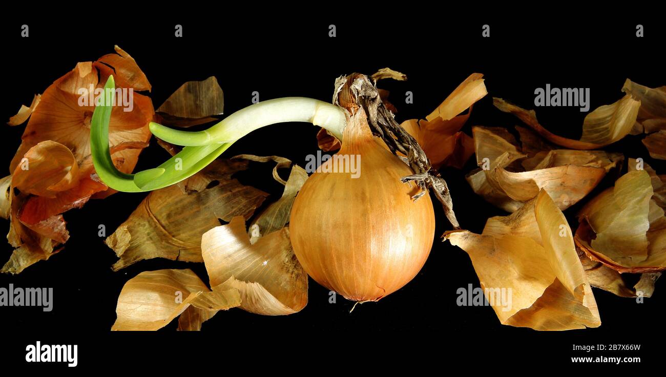 Three bulbs are isolated on a black background. Spring vitamins Stock Photo