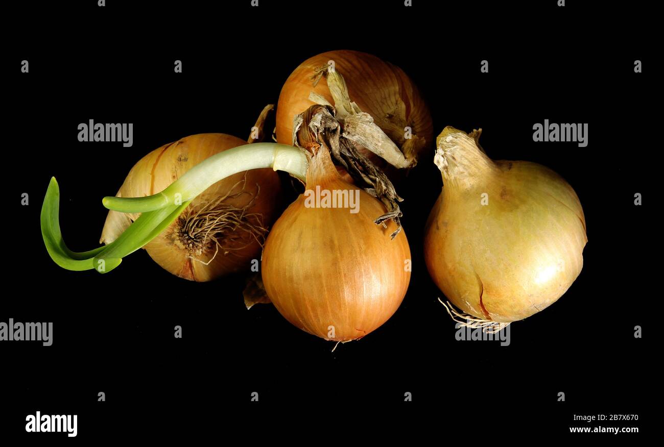 Three bulbs are isolated on a black background. Spring vitamins Stock Photo