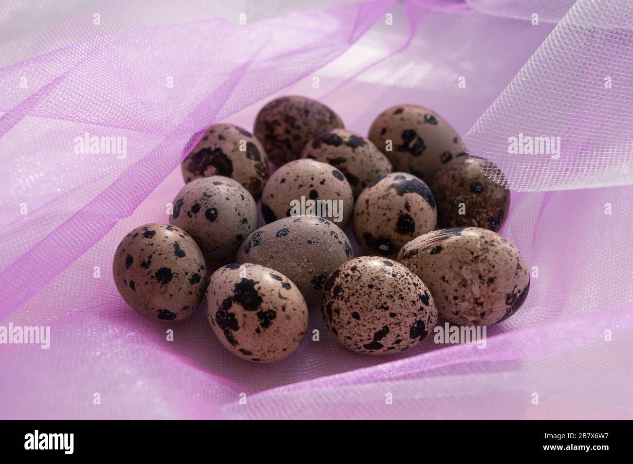 Easter quail eggs on the pink and white background Stock Photo