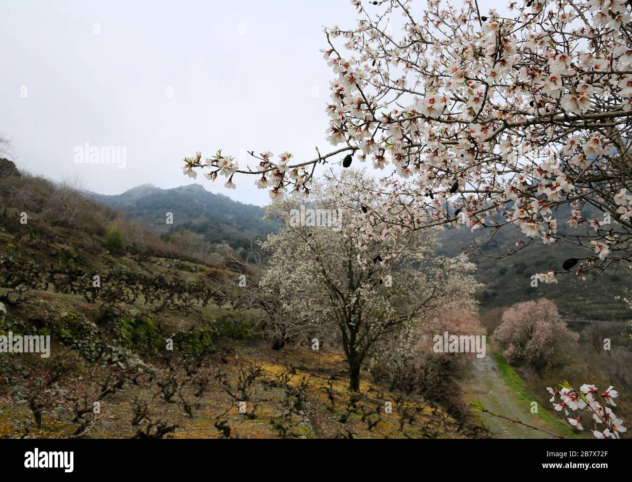 Almond trees in bloom near vineyards in Troodos Mountains in Cyprus. Stock Photo