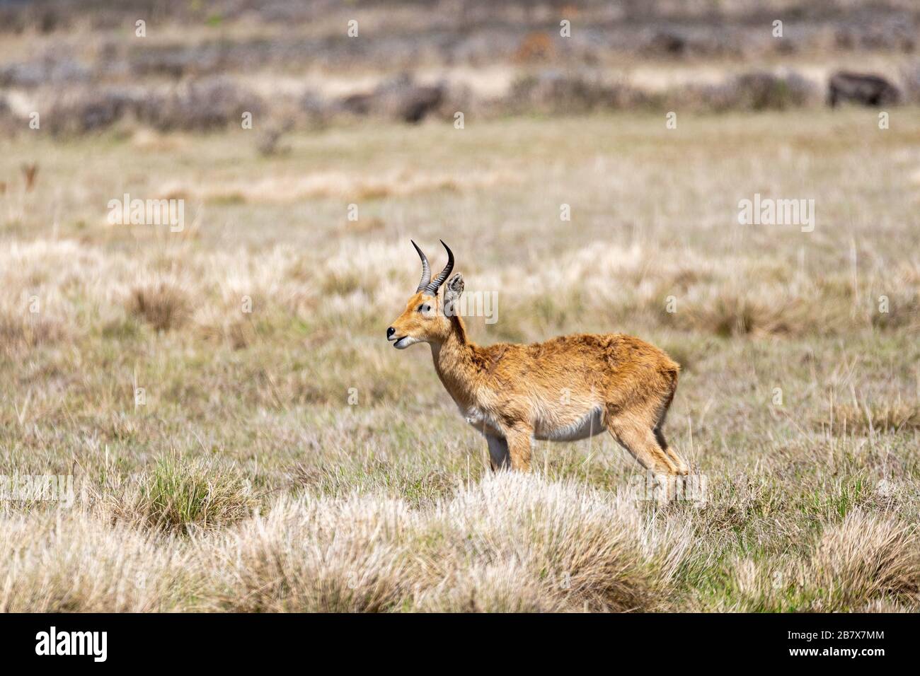 antelope Bohor reedbuck, Redunca redunca, Bale mountain, Ethiopia ...