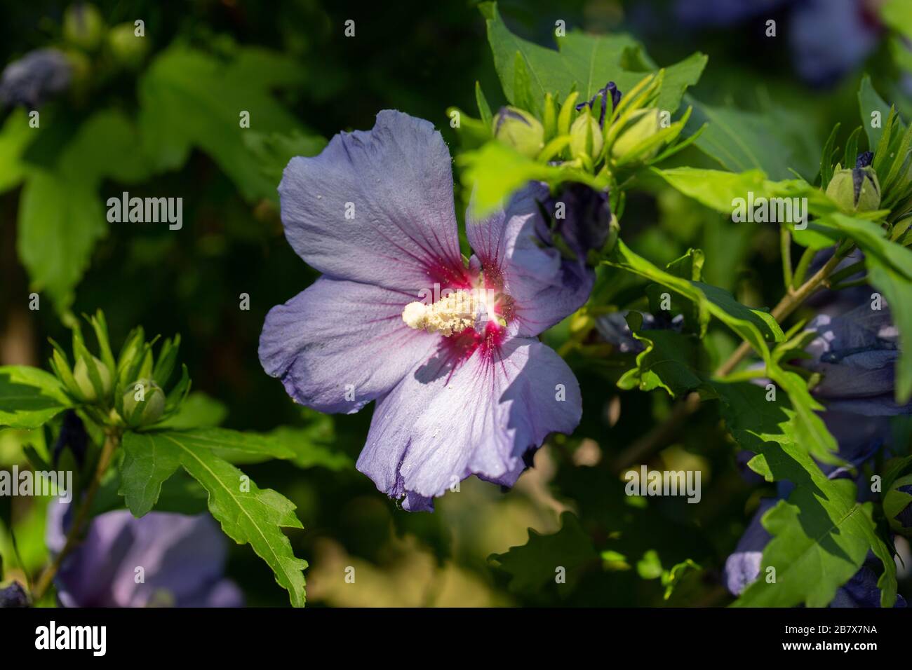 Blue Mallow High Resolution Stock Photography And Images Alamy