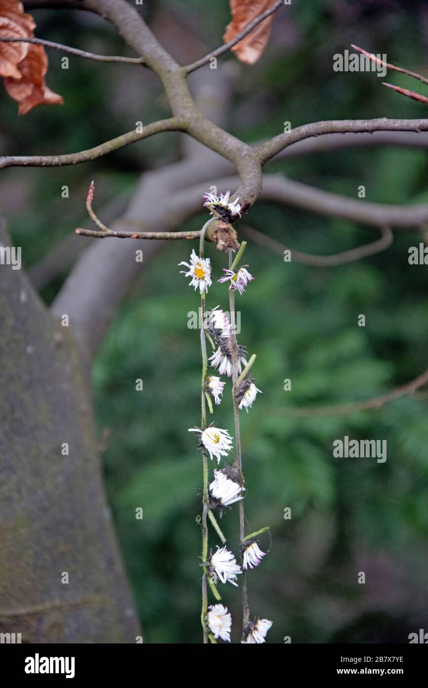 Hangs on branch hi-res stock photography and images - Alamy