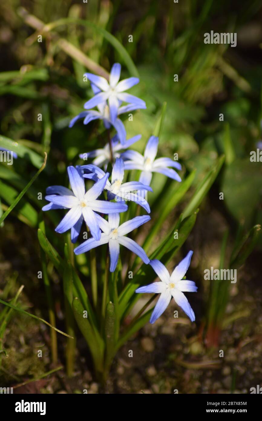 Scilla - blue star flower Stock Photo