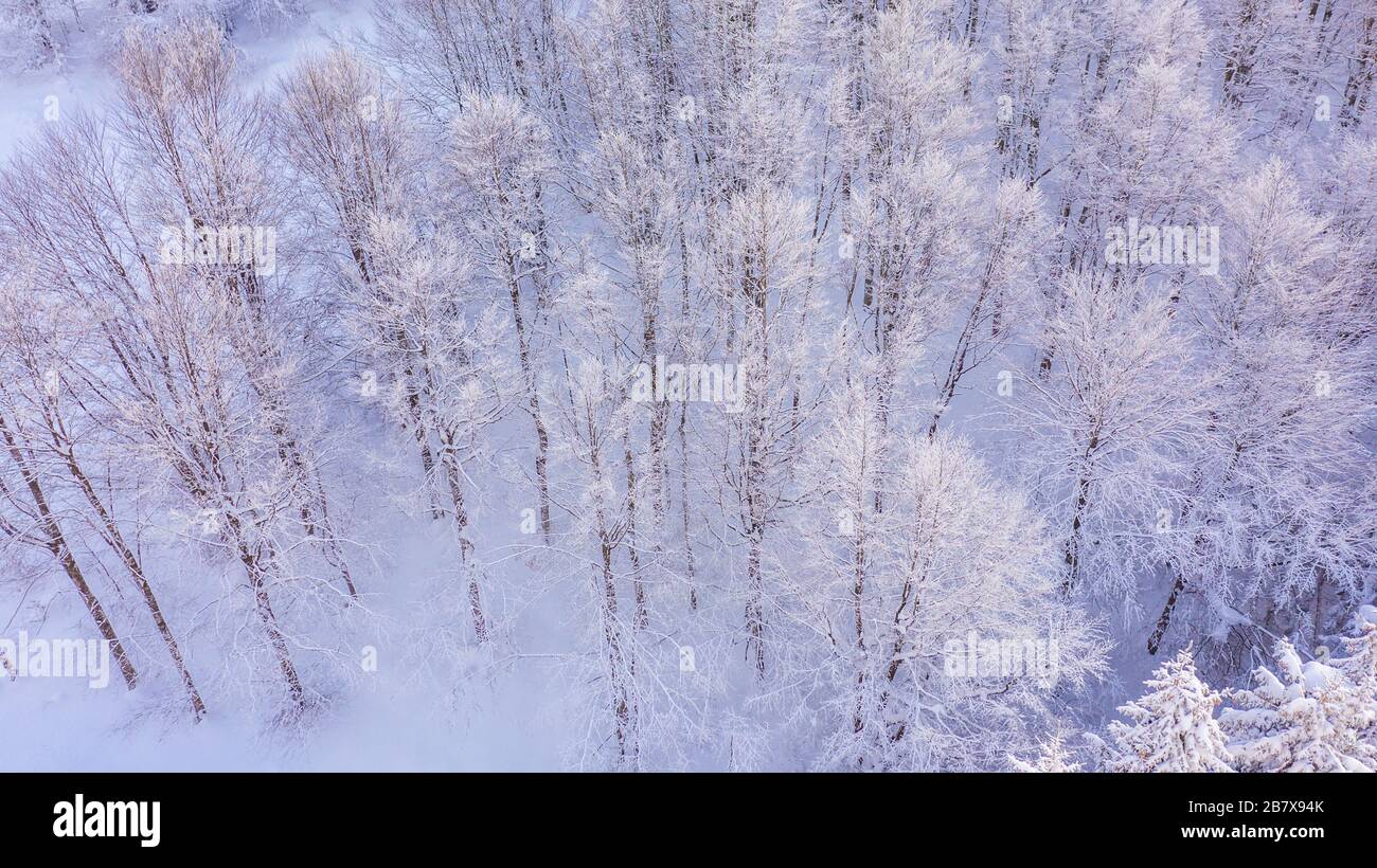 Aerial view of the forest at winter. The trees are covered with snow ...