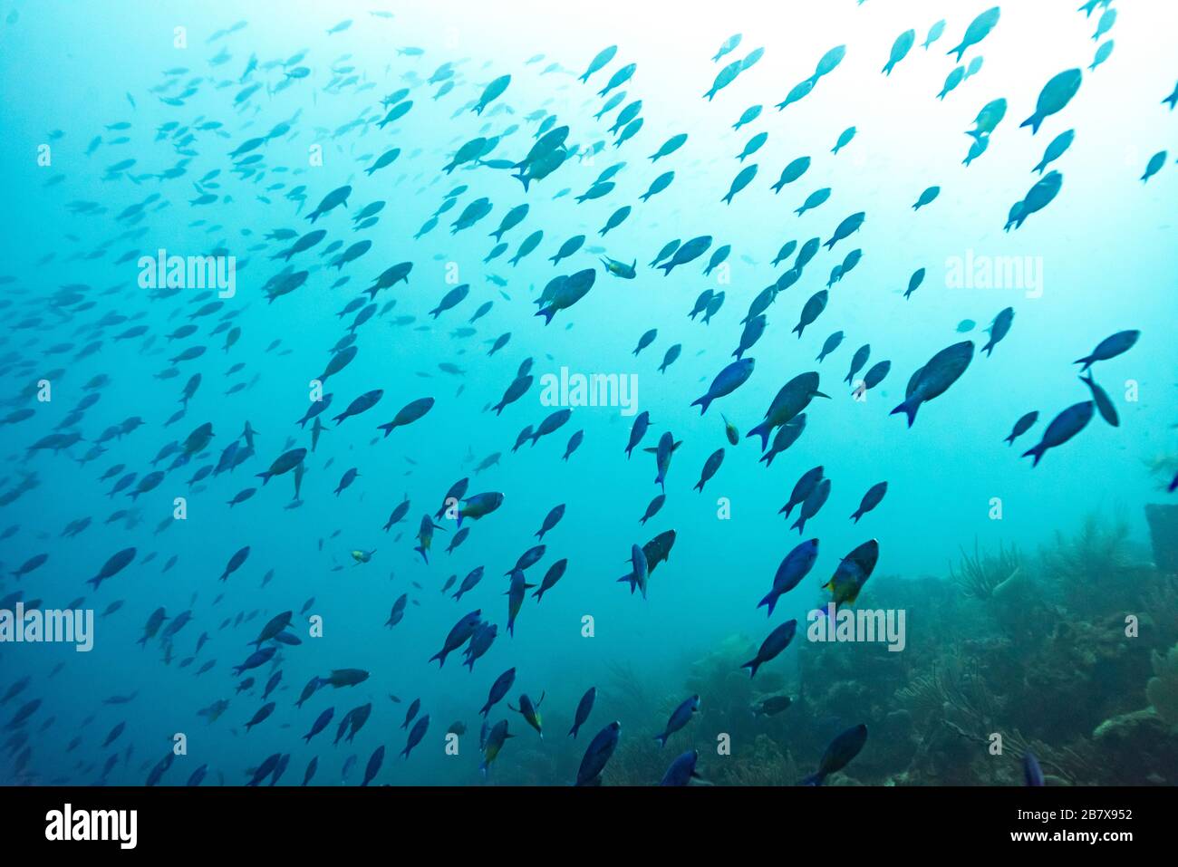 Underwater Cemetery High Resolution Stock Photography and Images - Alamy