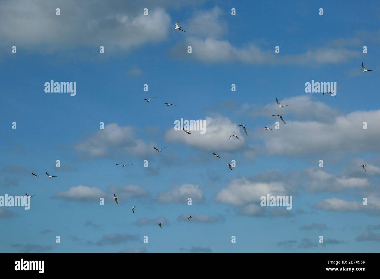 Florida gulls in flight hi-res stock photography and images - Alamy