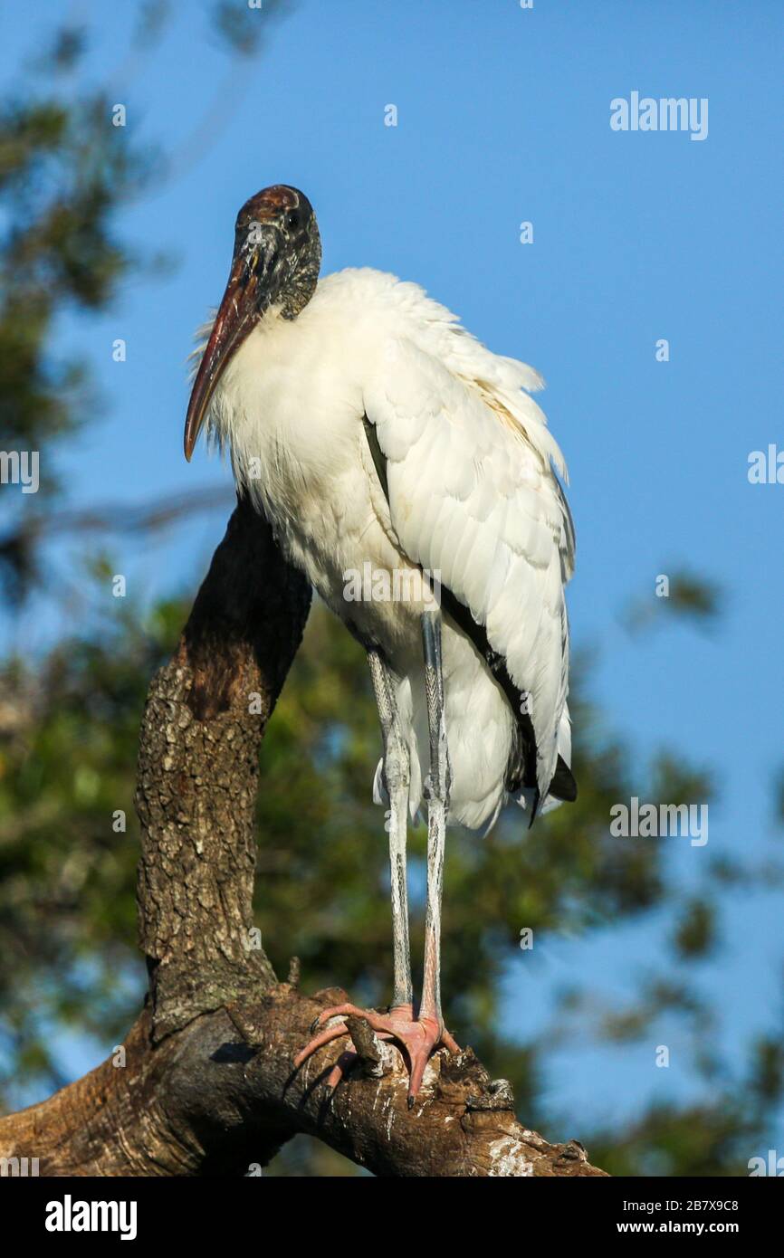 Wood Stork in Native Florida Habitat Stock Photo - Alamy
